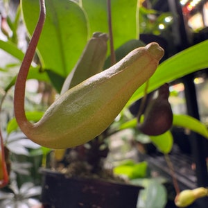 Nepenthes Ventrata (Nine Tails) - Rooted Cutting