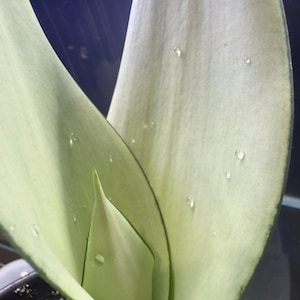 Moonshine Snake Plant (8 inches)
