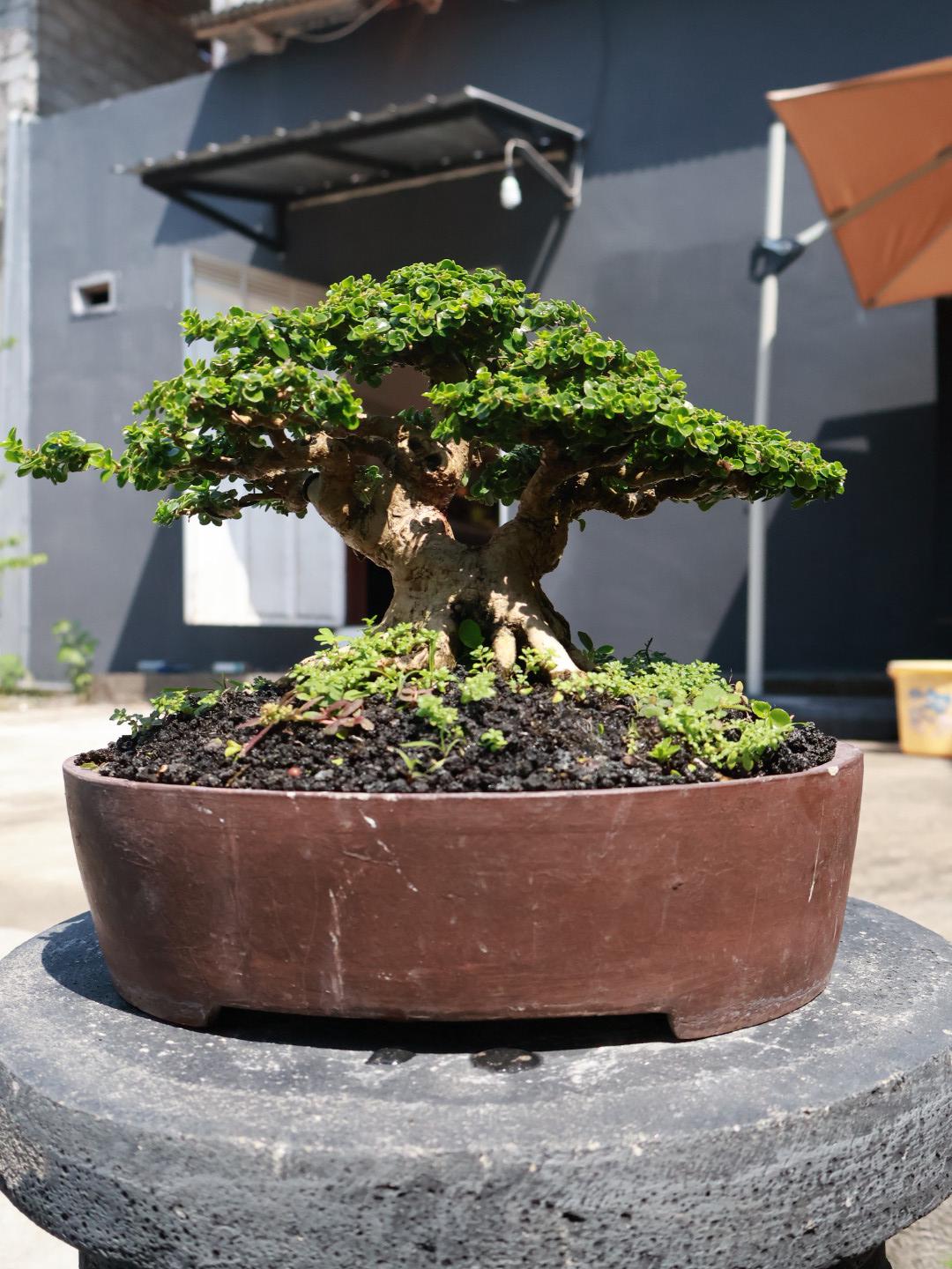 Moyogi bonsai - Etsy 日本
