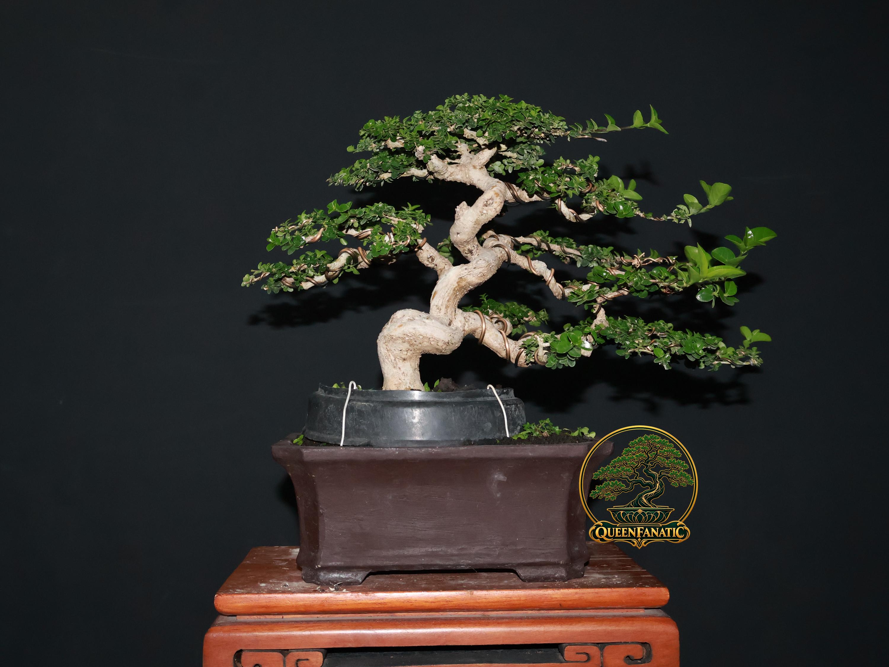 Moyogi bonsai - Etsy 日本