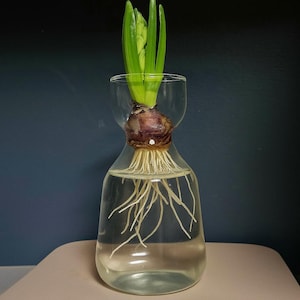 Vintage Glass Bulb Forcing Starter Vase for tulips, hyacinths, and other bulbs