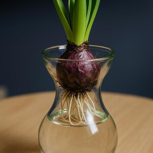 Vintage Glass Bulb Forcing Starter Vase for tulips, hyacinths, and other bulbs