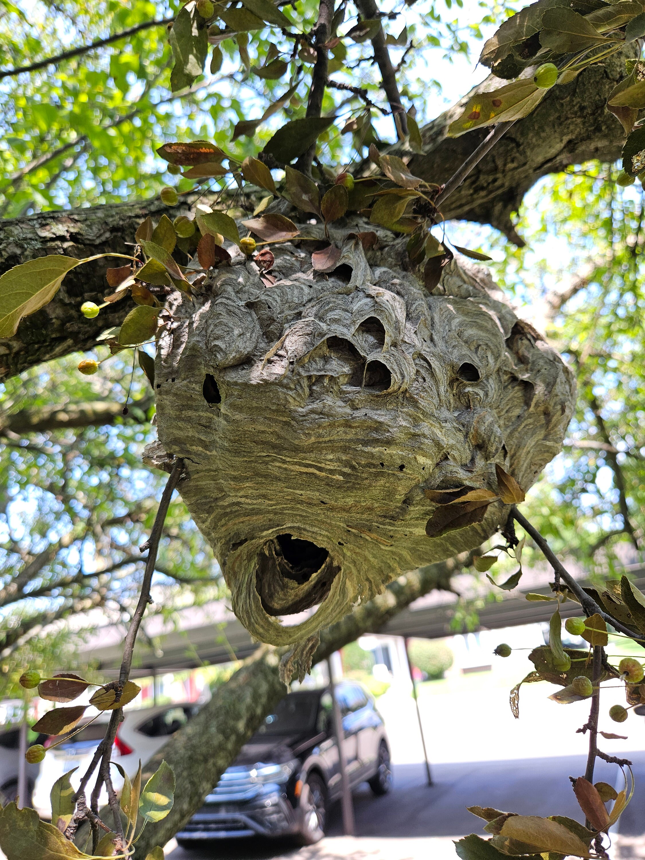 Large Paper Wasp Nest baldfaced whole Etsy