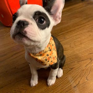 Teen Beans Bandana| Bandana-halsband huisdier| Hondenbandana| Puppybandana| Kattenbandana| Hondencadeau| Puppycadeau| Kattencadeau