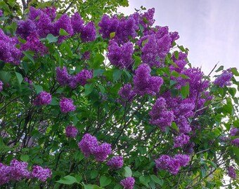 Lilas en el centro de Bergen, Byparken, JPG fil, foto 1532 × 2048 píxeles