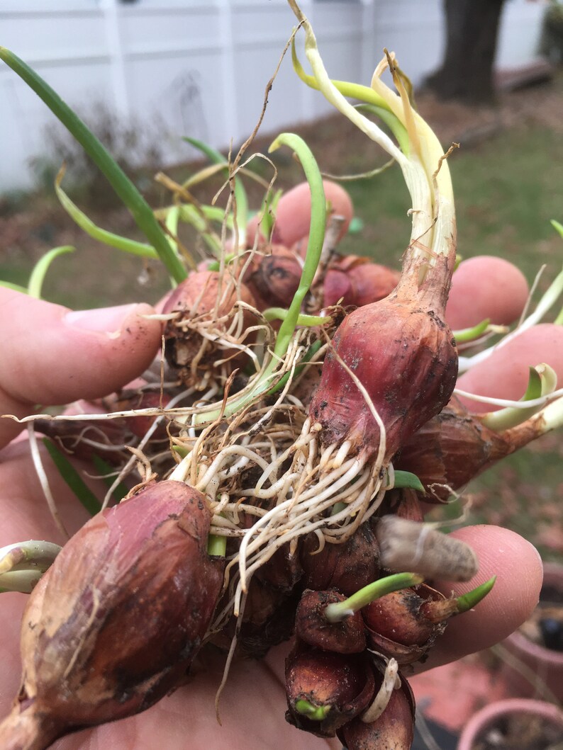 Tree Onions allium Proliferum aka Walking Onions, Egyptian Onions
