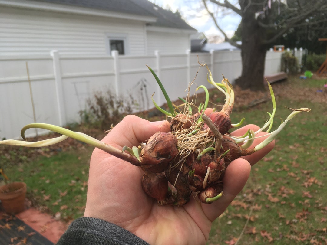 Tree Onions allium Proliferum aka Walking Onions, Egyptian Onions