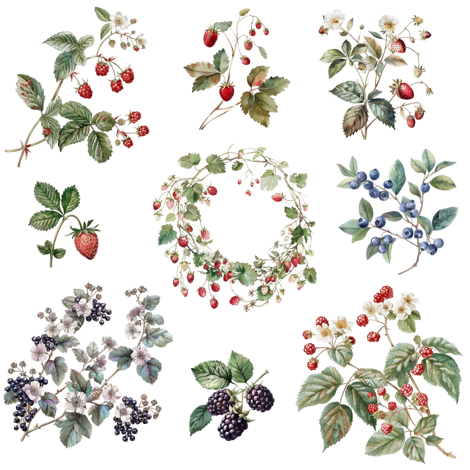 Berries Watercolor Clipart Png Bundle, Summer Berries, Berries Floral ...
