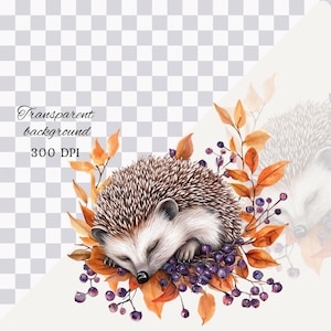 May include: Watercolor illustration of a sleeping hedgehog surrounded by autumn leaves and berries. The image has text that reads "Transparent background" and "300 DPI". The hedgehog has brown and white quills and is nestled among orange and purple elements.