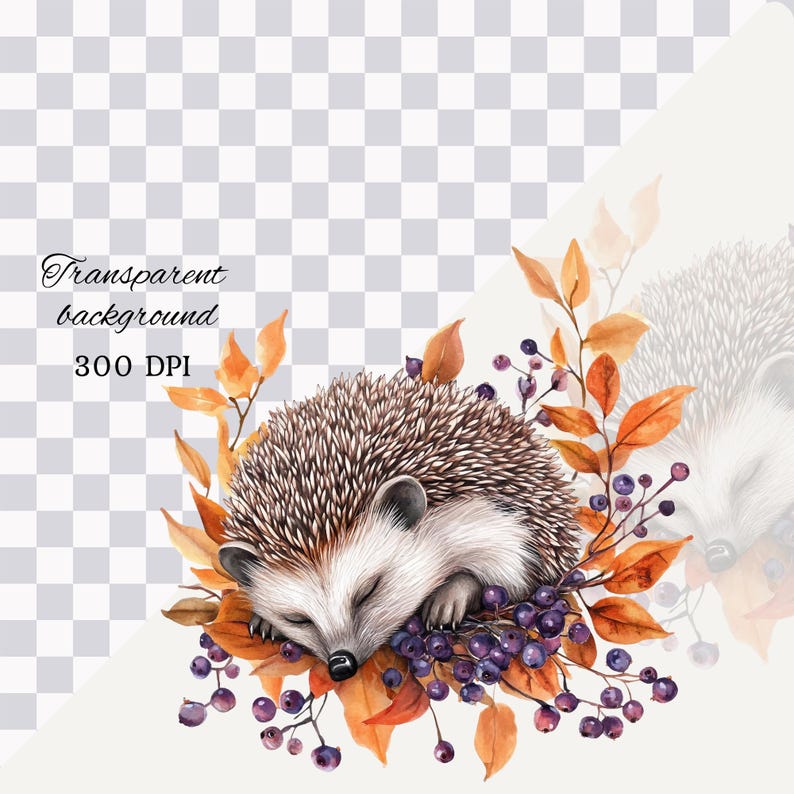 May include: Watercolor illustration of a sleeping hedgehog surrounded by autumn leaves and berries. The image has text that reads "Transparent background" and "300 DPI". The hedgehog has brown and white quills and is nestled among orange and purple elements.