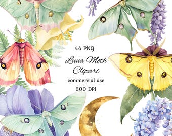 Watercolor luna moth clipart png bundle, luna moth drawing, luna moth art, insect clipart, celestial moth png, moon moth, floral moth