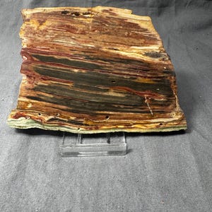 May include: A polished, cross-section of petrified wood, showcasing a spectrum of colors including browns, reds, yellows, and greens. The wood grain is visible, with layers and patterns. The specimen is displayed on a clear acrylic stand.