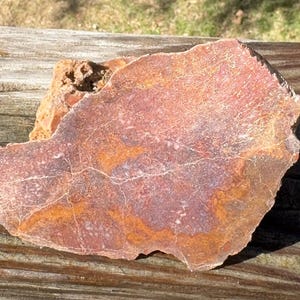 Dinosaur Bone