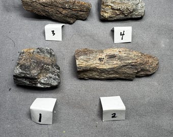 Ejemplares de huesos de dinosaurio pulidos