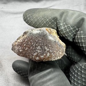 Puede incluir: Una pequeña roca de forma irregular con una superficie texturizada. La roca tiene una mezcla de colores marrón, beige y blanco. La roca está sujeta por una mano enguantada.