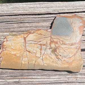 Owyhee Jasper (rough, unpolished, specimen, lapidary)