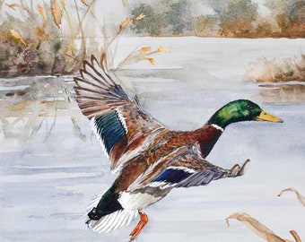 May include: A watercolor painting of a mallard duck in flight over a body of water. The duck is brown, green, and blue with its wings spread wide. The water is a light blue with a reflection of the duck.
