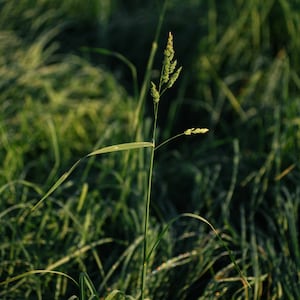 Op de afbeelding: Een enkele stengel groen gras met een zaadkop staat hoog in een veld met groen gras.
