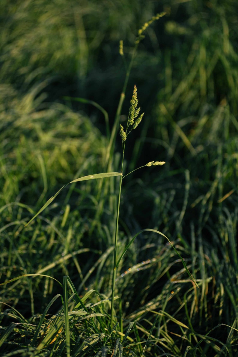 Op de afbeelding: Een enkele stengel groen gras met een zaadkop staat hoog in een veld met groen gras.