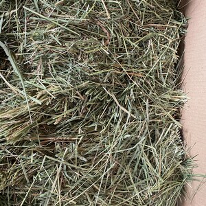 Op de afbeelding: Een close-up van een doos gevuld met gedroogd groen gras hooi. Het hooi is los en lijkt van goede kwaliteit te zijn.