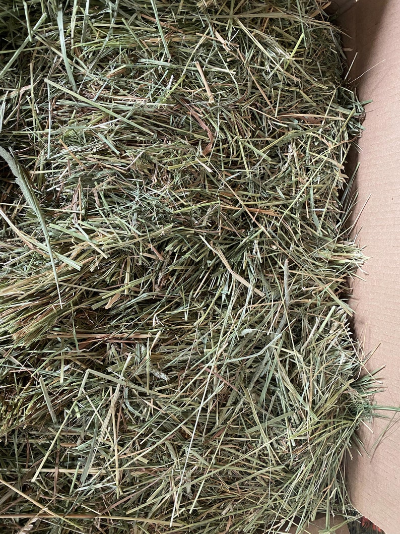 Op de afbeelding: Een close-up van een doos gevuld met gedroogd groen gras hooi. Het hooi is los en lijkt van goede kwaliteit te zijn.