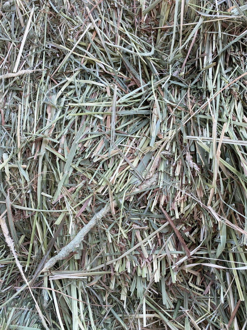 Op de afbeelding: Close-up van een stapel gedroogd, lichtgroen gras. Het gras is in kleine stukjes gehakt en heeft een lichtbruine tint.