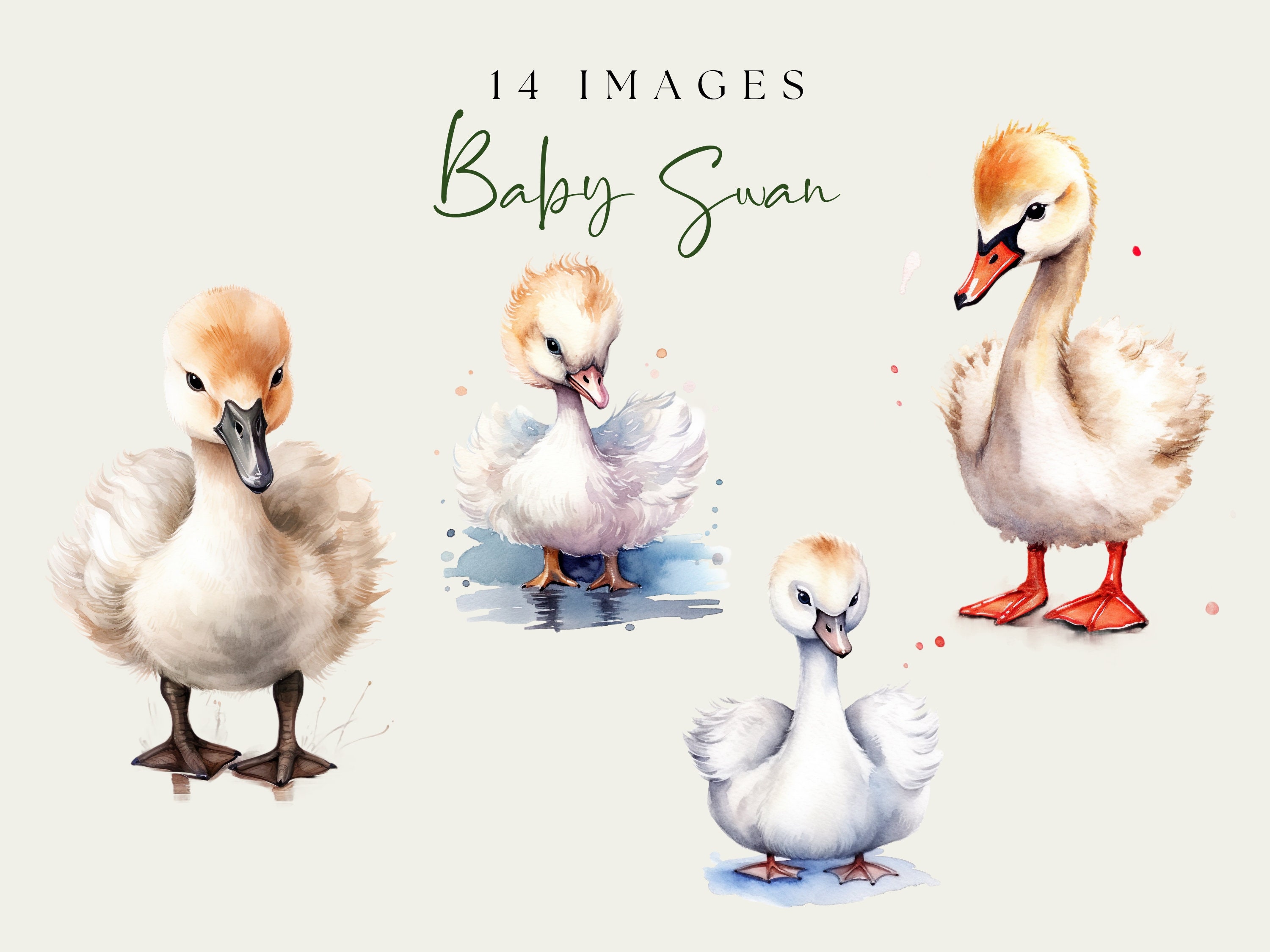 Baby Swan Clipart. Watercolor PNG Image. Nursery Wall Art. Woodland ...