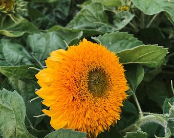 sunflower】T. 'Hawaiian Peach' 25 Procut Peach Sunflower Seeds