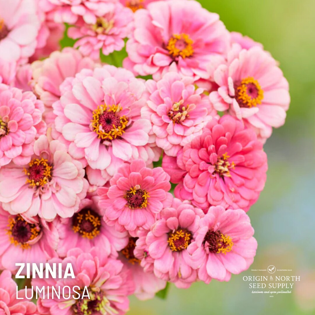 thumbnail interactive-video image 1 of Heirloom Pink Zinnia Seeds – Luminosa, Zinnia Elegans, 75 Seeds, Easy To Grow 1 of 5