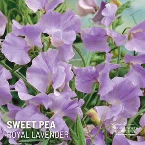 Sweet Pea Royal Lavender  x 20 Seeds