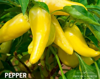 Pepper Sweet Banana x 25 Seeds
