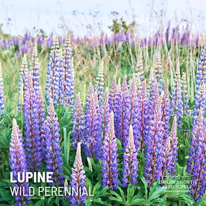 Lupine Wild Perennial x 50 seeds