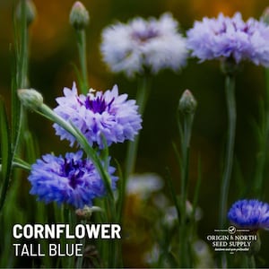 May include: A close-up of blue cornflowers in bloom. The flowers are tall and have a delicate, feathery appearance. The text "CORNFLOWER TALL BLUE" is visible at the bottom of the image.