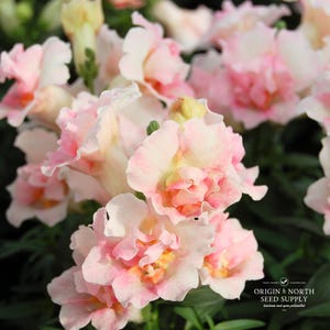 Snapdragon Twinny Appleblossom  x 25 Seeds