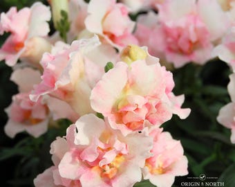 Snapdragon Twinny Appleblossom  x 25 Seeds