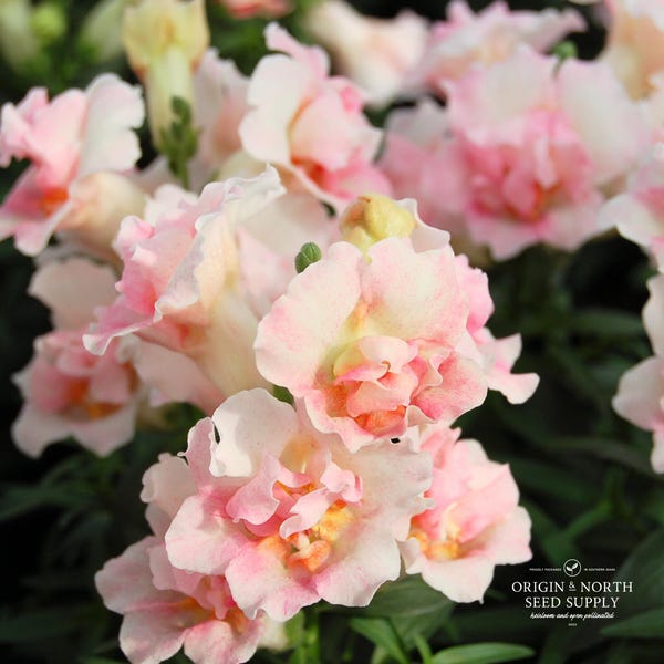 Snapdragon Twinny Appleblossom  x 25 Seeds