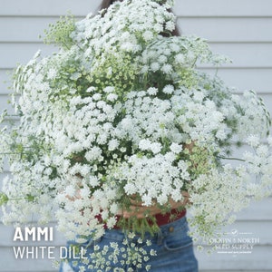 Ammi White Dill x 50 Seeds