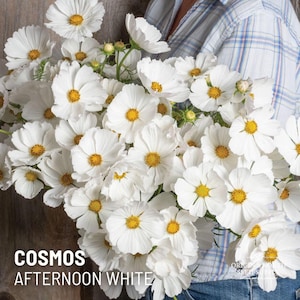 Cosmos Afternoon White  Seeds x 25 Seeds