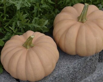 May include: Two light orange pumpkins with green stems rest on a gray stone surface. The pumpkins have a ribbed texture and are set against a backdrop of green leafy plants. The pumpkins are a muted orange color.