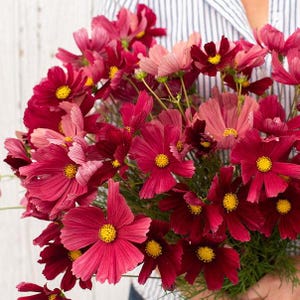 Cosmos Rubenza  x 25 Seeds