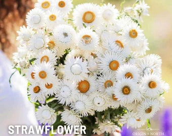 Strawflower Monster White  x 25 Seeds