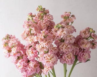 Stock Stox Champagne x 25 seeds