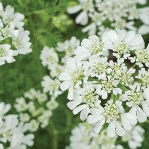 May include: Close-up of a cluster of small white flowers with delicate petals. The flowers are arranged in a circular pattern, creating a beautiful and intricate design.