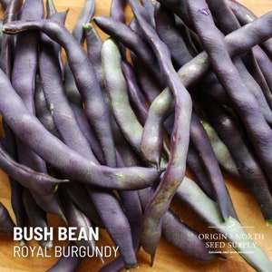 Beans (bush) Royal Burgundy x 25 Seeds