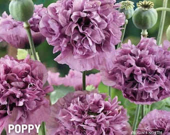 Poppy Violetta Blush x 100 Seeds