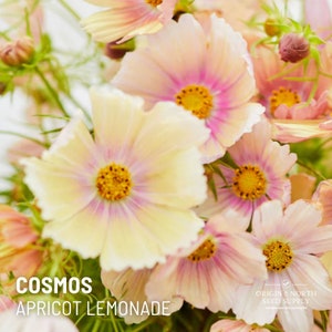 Cosmos Apricot Lemonade x 25 Seeds