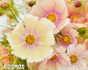 Cosmos Apricot Lemonade x 25 Seeds