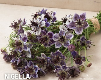 Nigella Delft Blue x 25 Seeds