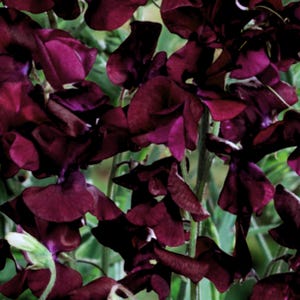 Sweet Pea Beaujolais x 20 Seeds