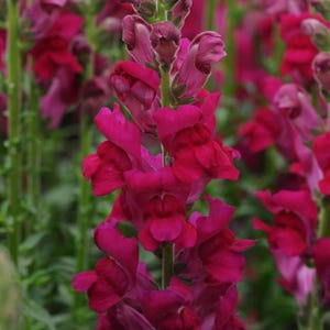 Snapdragon Potomac Royal x 25 Seeds
